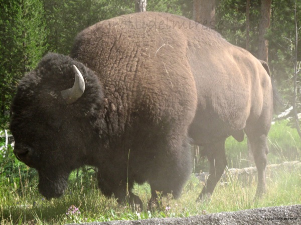 Bisonte Americano  (Bison bison ) - Yellowstone Park (USA)