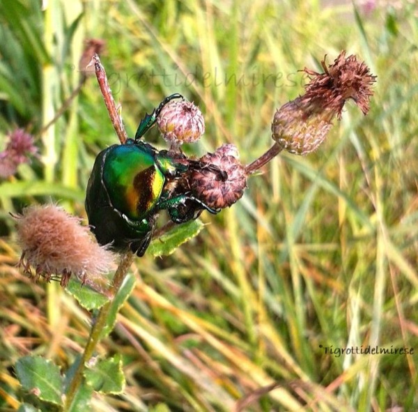 Cetonia Aurata, Mira (VE)