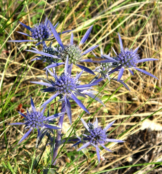 Eryngium amethystinum L., Monte la Mesa (VR)