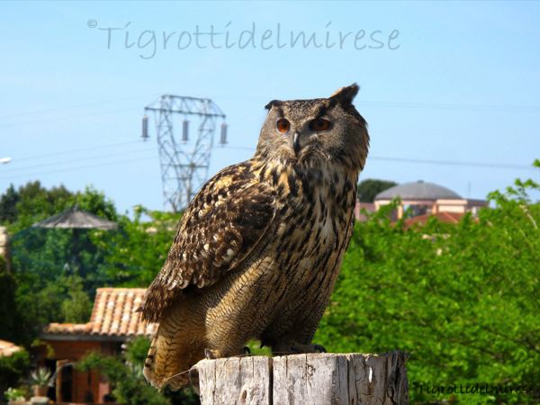 Gufo reale (Bufo bufo L.), Parco di Oltremare (RN)