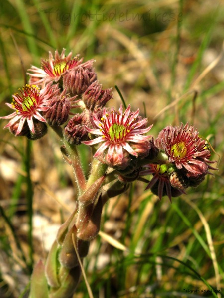 Sempervirum, Monte la Mesa (VR)