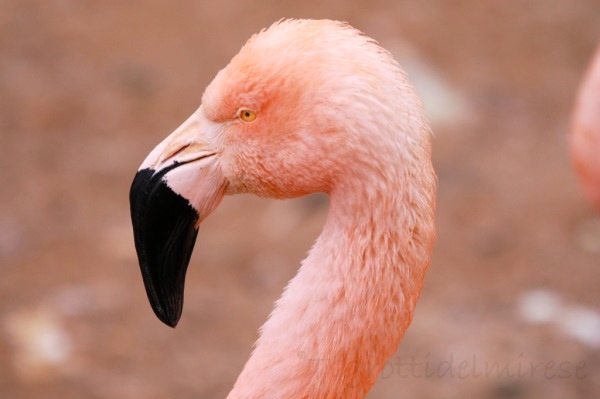 Fenicottero Parco Faunistico Cappeller, Cartigliano (VI)