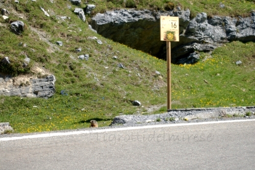 Marmotta Stelvio