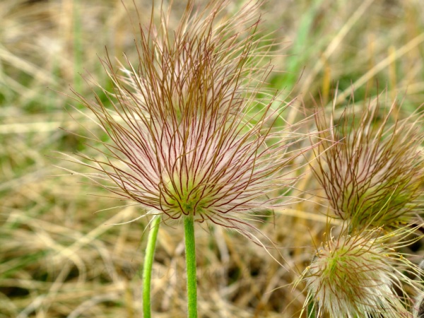 Pulsatilla montana, Rivoli Veronese (VR)