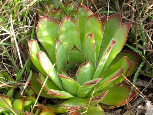 Sempervirum, Rivoli Veronese (VR)