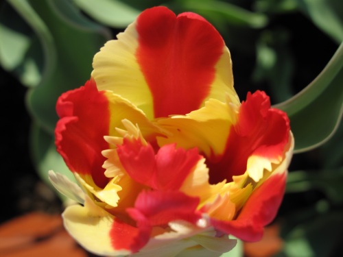 Tulipano