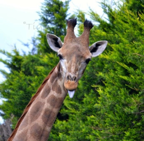 Giraffa - Parco faunistico Valcorba - Aprile 2014