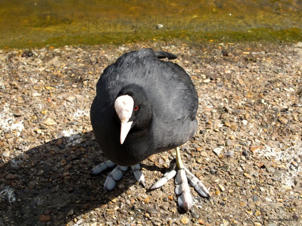Folaga - Kensington Gardens - London (UK)