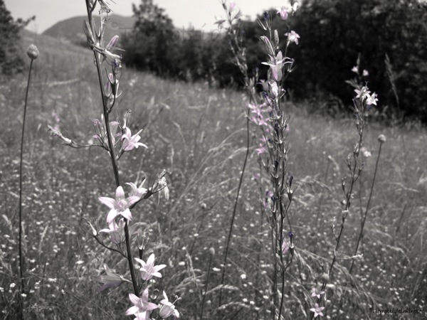 Campanula rapunculus su prato arido - Monte la Mesa - Verona