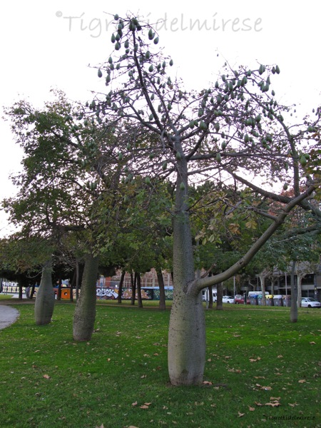 Albero della Lana (???) Barcellona