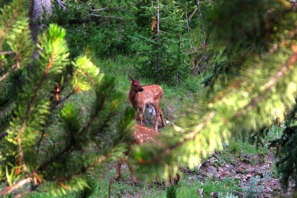 ioli di Cervo (Cervus elaphus) - Yellowstone Park (USA)