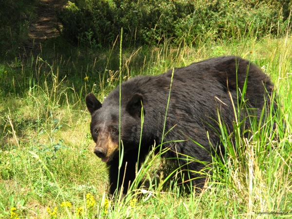 Black bear - Yellowstone Park (USA)