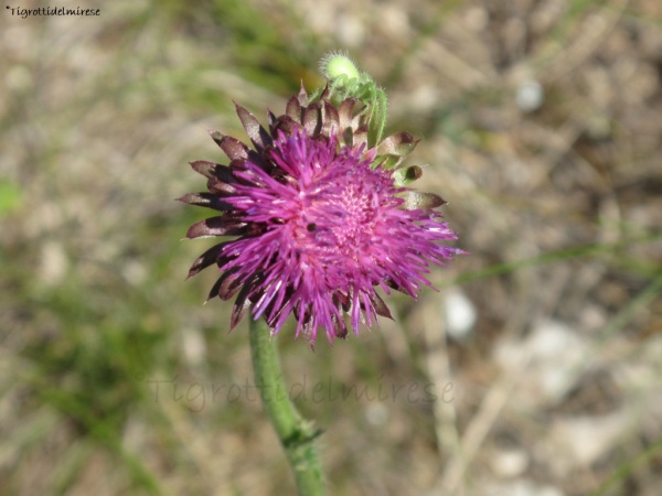 Ragno verde dei campi (Micrommata virescens) - Monte la Mesa - Verona 