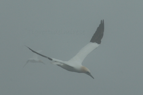 Sula bassana - Terranova