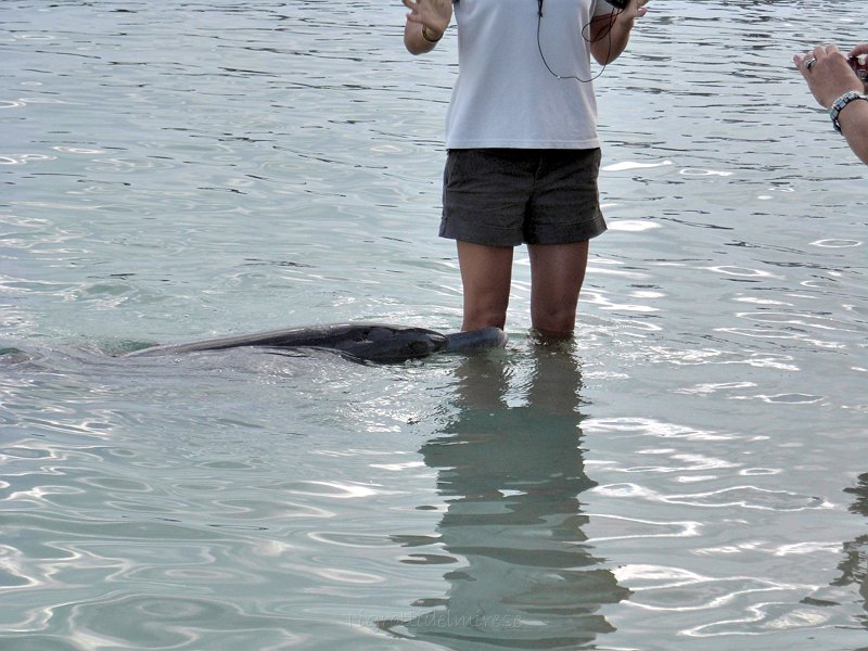 bottlenose_dolphin-interaction-012.jpg