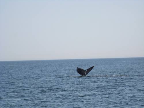 Megattera - Tadoussac - Quebec