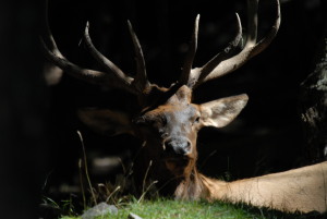 Parc Omega
