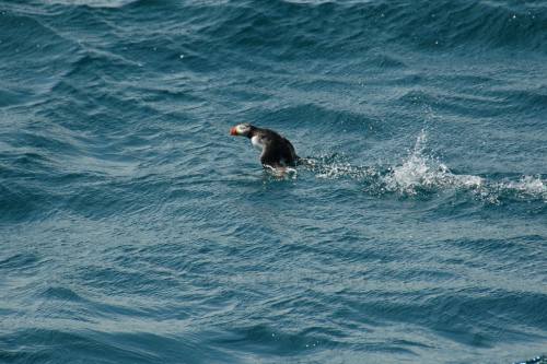 Pulcinella di mare - Gull Island - Newfoundland