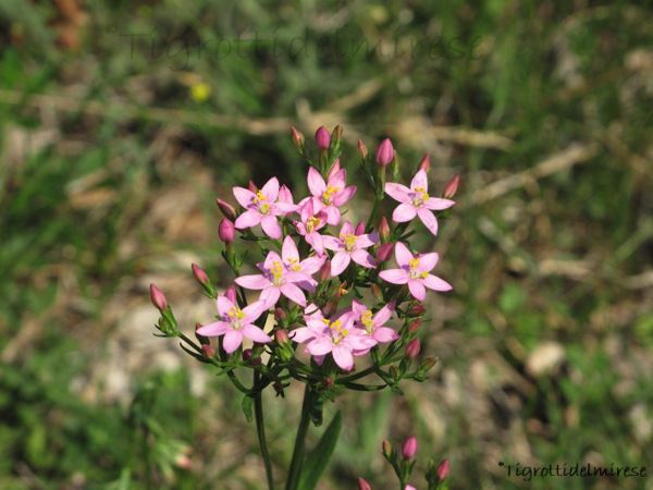 Fiori rosa, Monte la Mesa (VR)