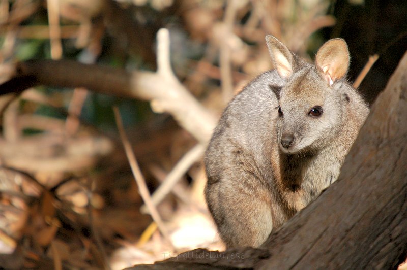tammar_wallabies3-076.jpg